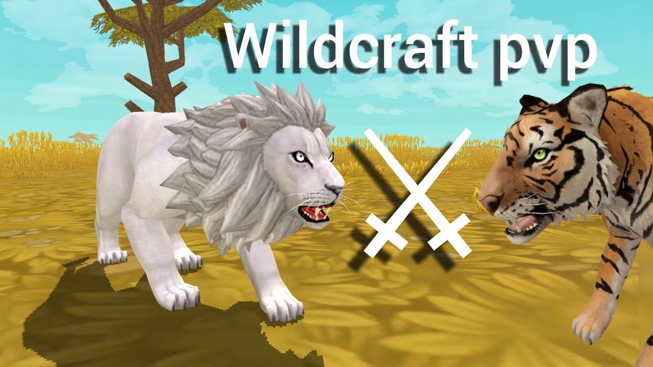 Wildcraft pvp : |1daruma1| vs chili vs XxmakxX, solo pvp ⚔️