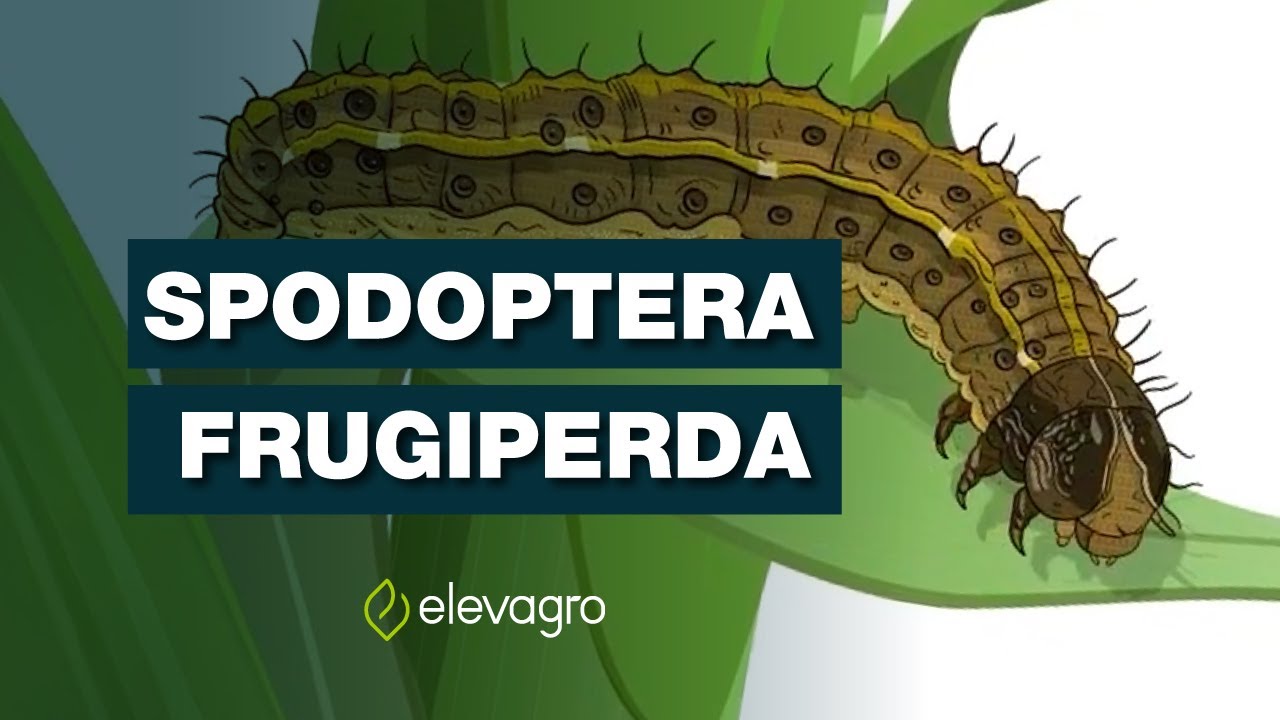 Desenvolvimento da Spodoptera frugiperda - Lagarta-do-cartucho-do-milho