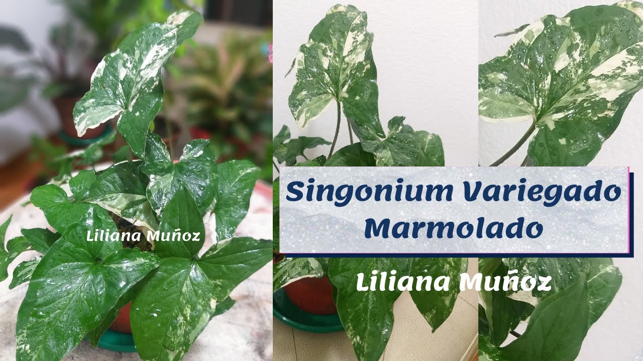 SYNGONIUM VARIEGADO  MARMOLADO / Liliana Muñoz