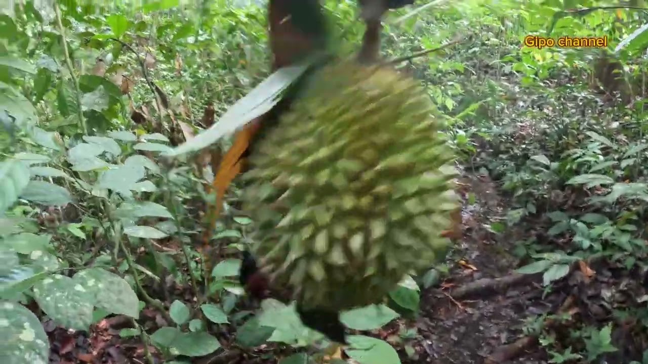 Pergi cari buah durian lagi. Hasil lumayan.
