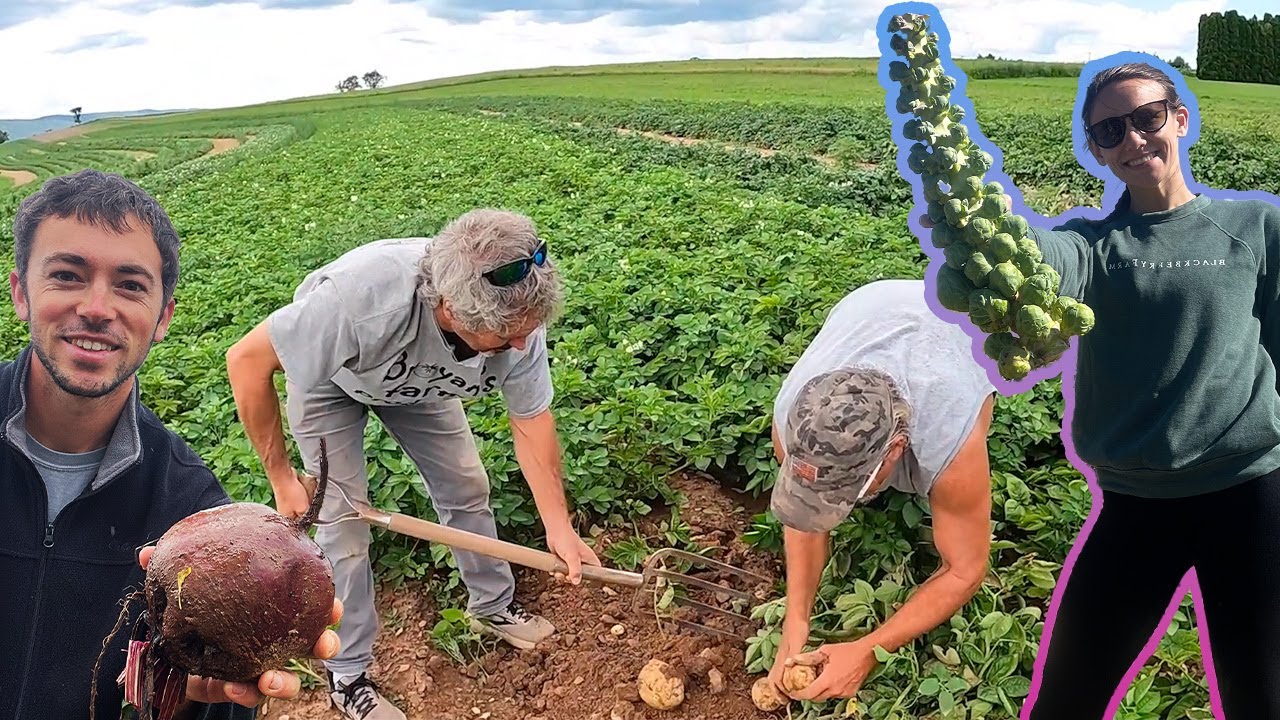 Our 2023 Vegetable Harvest From Start To Finish