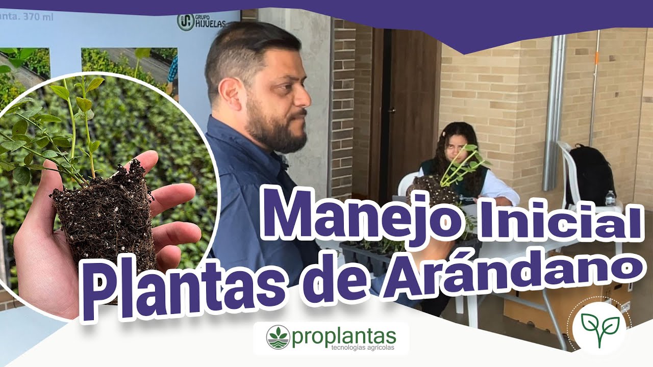 🌱 Manejo Inicial de Plantas de Arándano: Guía para un Cultivo Exitoso 🌱