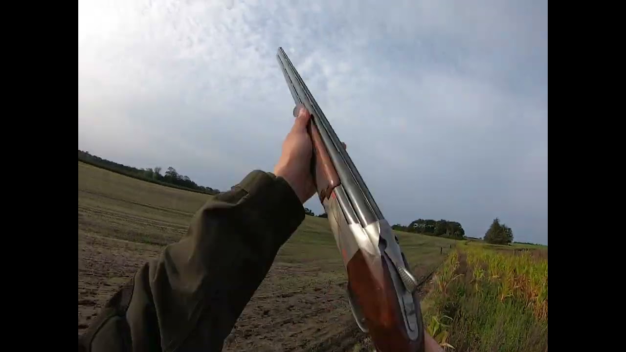 Mallard hunting in Denmark