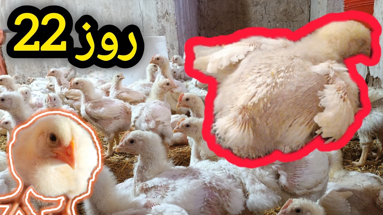 پرورش‌ مرغ‌گوشتی از روز‌اول‌  تا‌پایان‌  | تست‌  دان‌‌و‌ آموزش‌  مرغداری‌‌ 🐥🌾‌#دان‌هوش‌ #donhoosh‌،