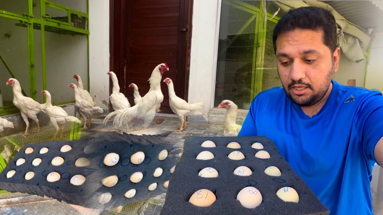 New Eggs Agaye Or Chicks Be 5 Day k Ho Gaye, Aaj Sub White Shamo Open Kr Diye, Hsn Entertainment