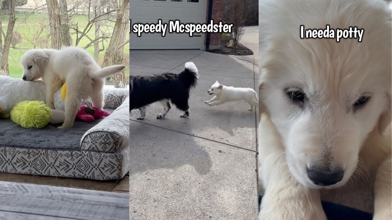 Golden Puppy Shenanigans