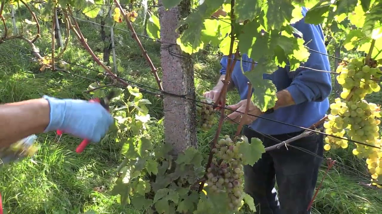 Bülacher Wein