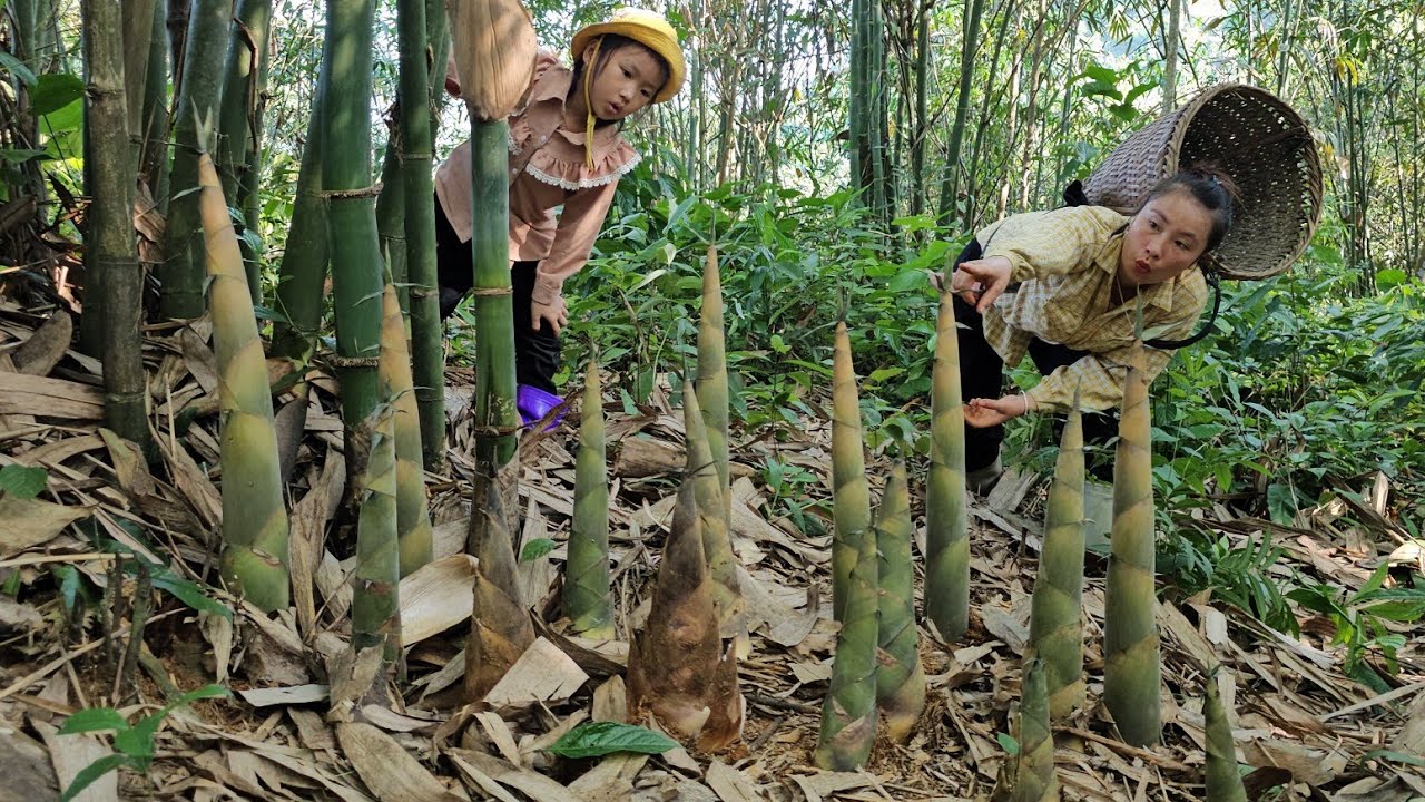 Harvest many giant bamboo shoots with his daughter and black to sell at the market | Tương Thị Mai