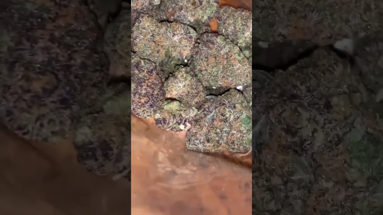 Larry bird strain