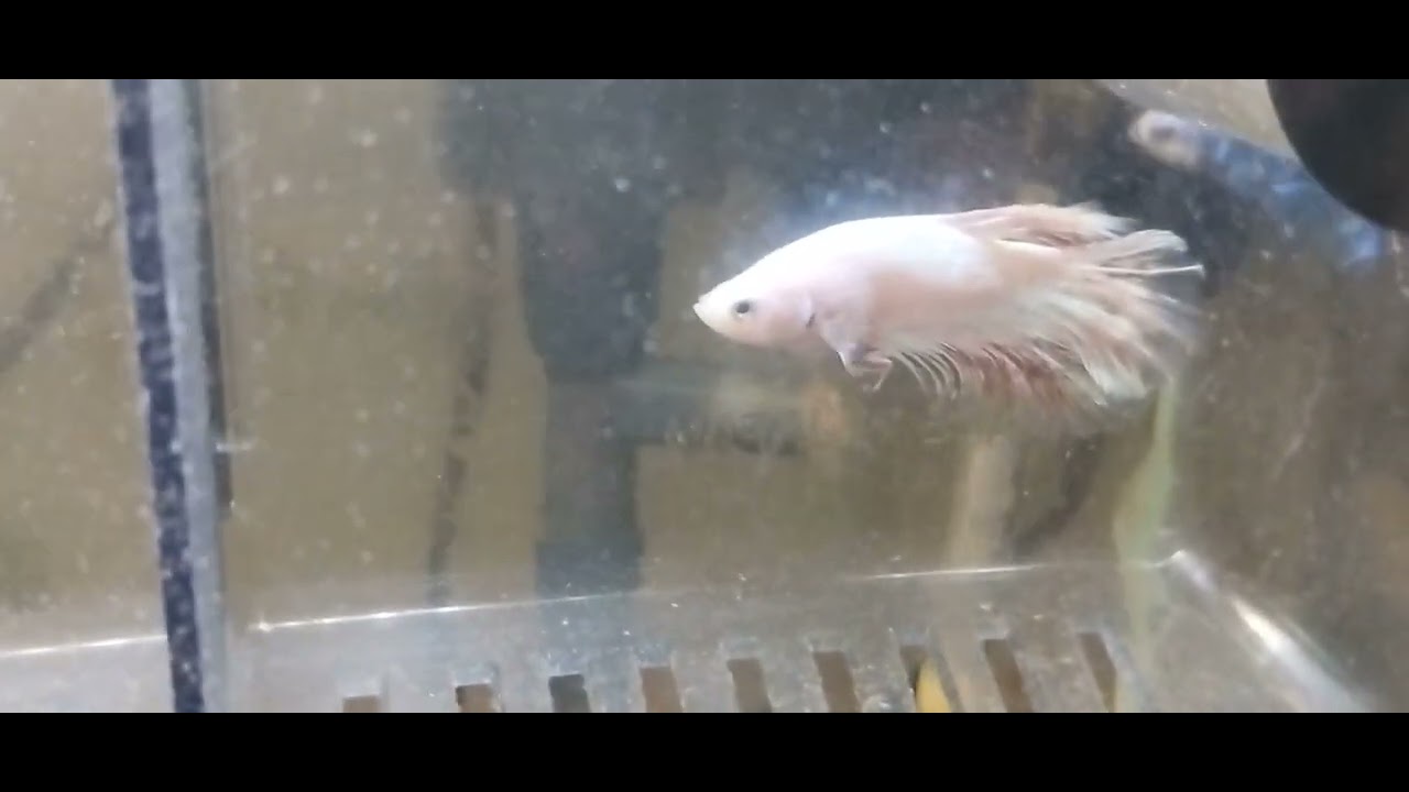 Betta splendens, Scelta dei riproduttori