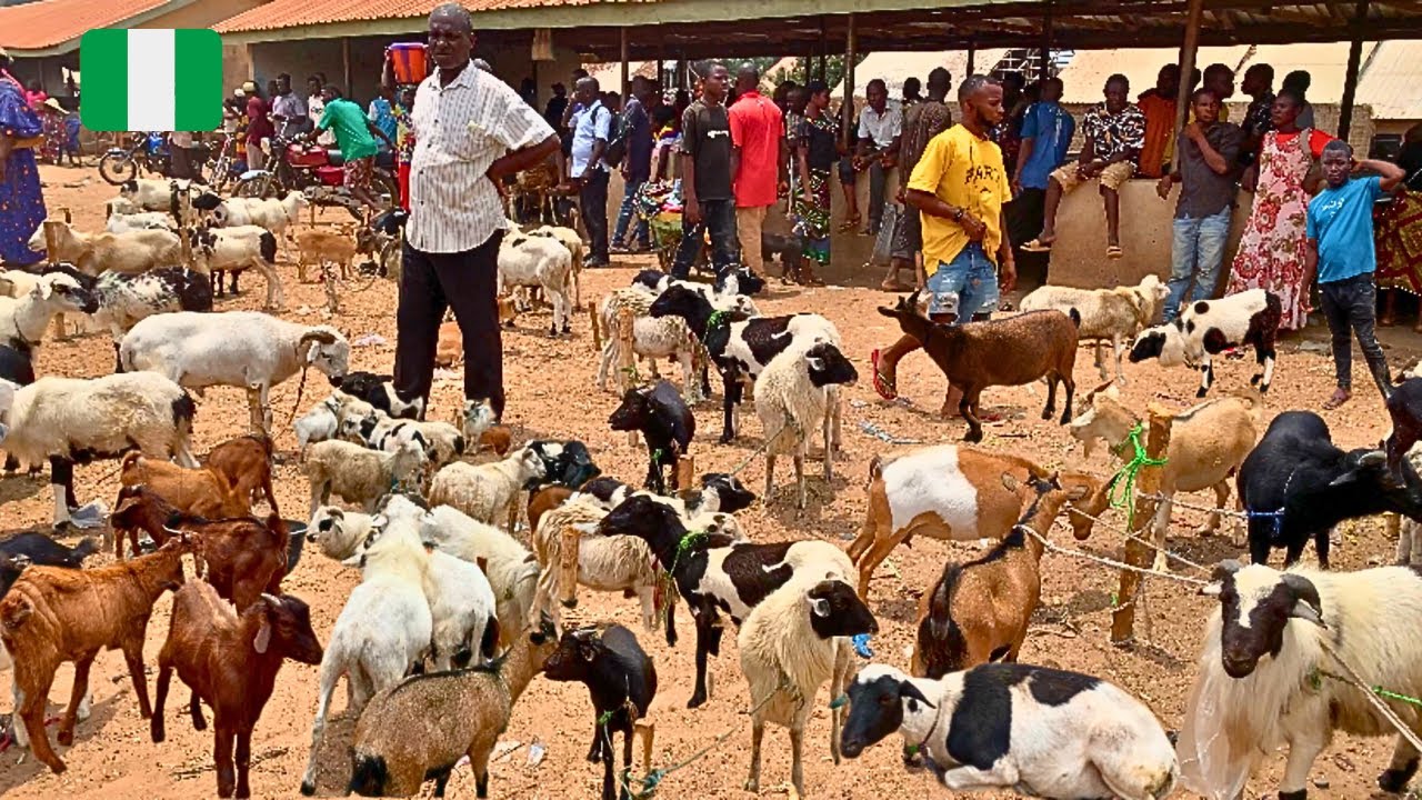 Rural African Village Market Day in Tarka Nigeria 🇳🇬 West Africa