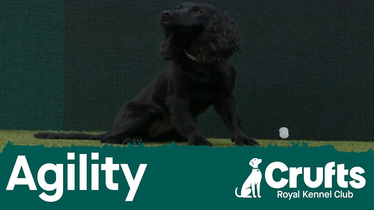 Agility - Championship Small/Medium (Jumping) Part 2 | Crufts 2026