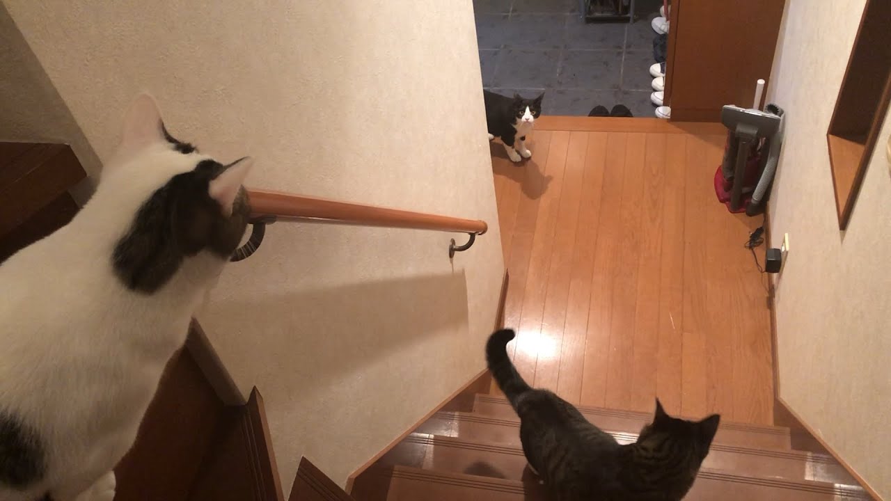 いつもと違う「おやつ」でパニックになる猫