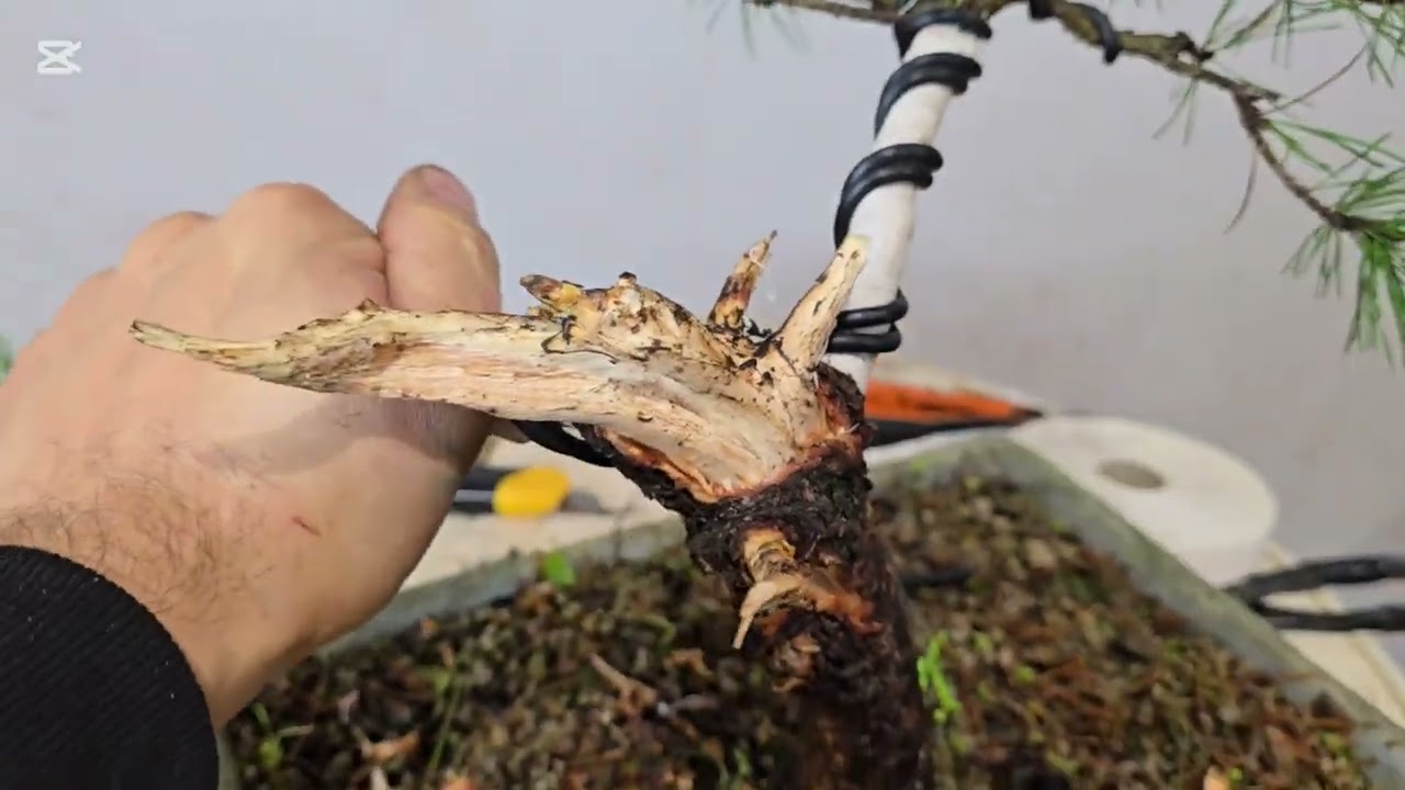 Trabajando un pino 