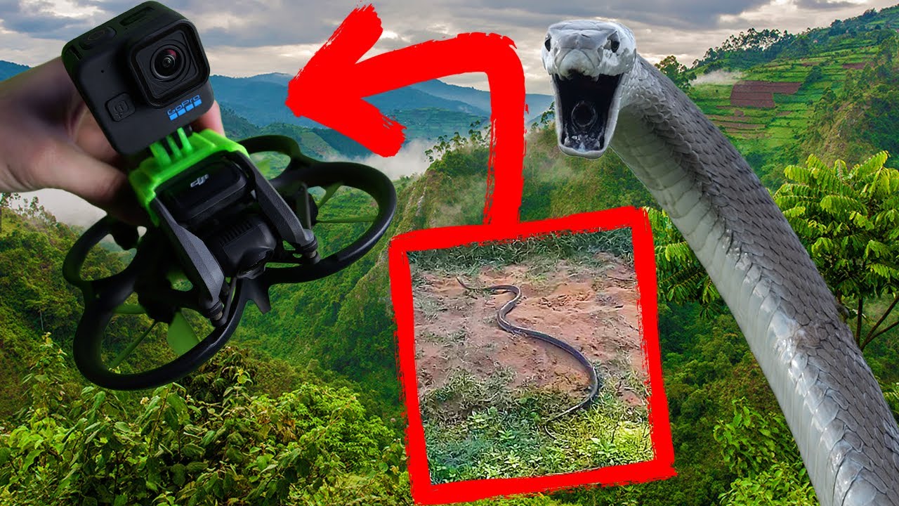 Chasing Venomous Black Mambas Back into the Wild With a Drone!  ( snake rescue)