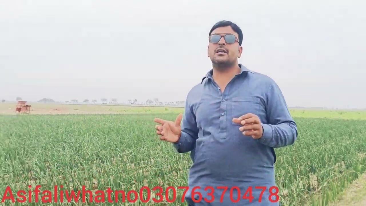 Onion forming in pakistan|Piyaz forming|| onion forming tips|| Asif Ali agriculture