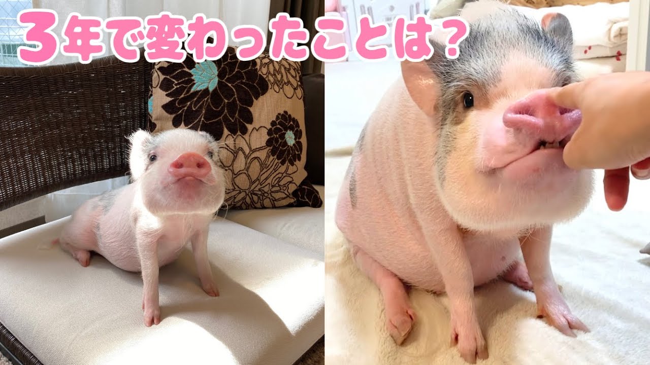 マイクロブタのしらたまちゃん🐽３年で変わったことは？【Micro pig Shiratama🐽What has changed in 3 years?】