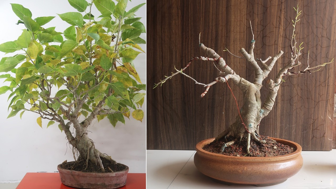 Ficus Rumphii Root Pruning and Repotting | #bonsaiideas