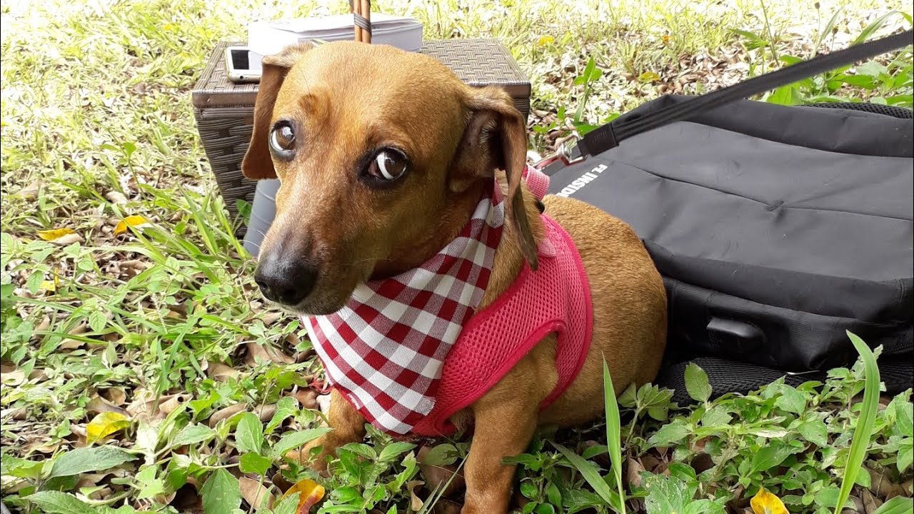 Viajar de avião com cachorro 