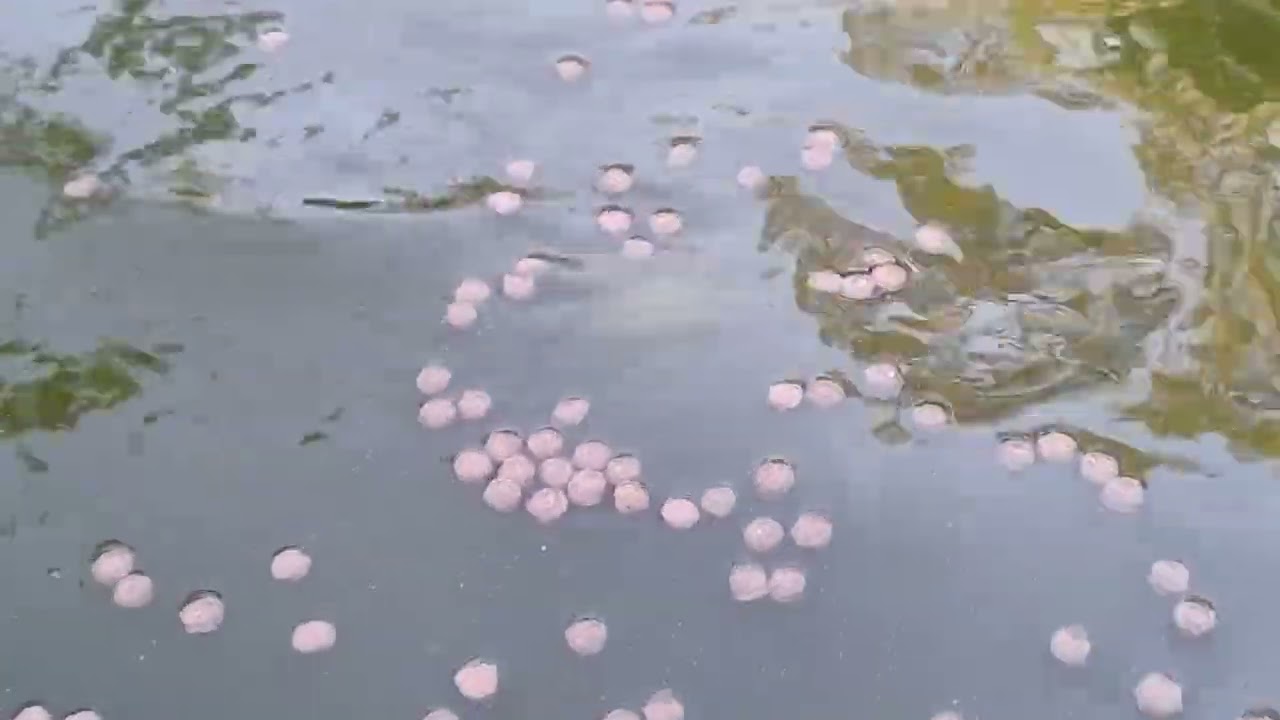 Hora da alimentação dos peixes!