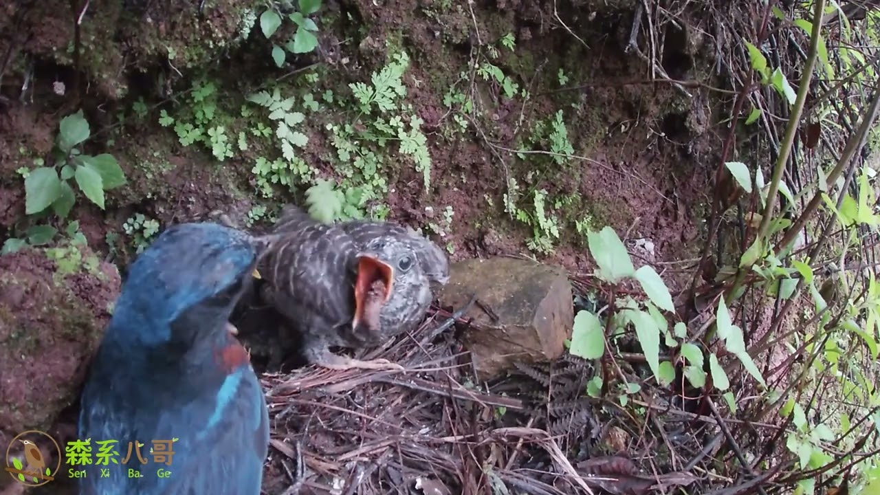 This is the last time to see a cuckoo. It's not easy to grow so big. 这是最后一次看到杜鹃鸟，能长这么大也不容易，羽毛都长齐了