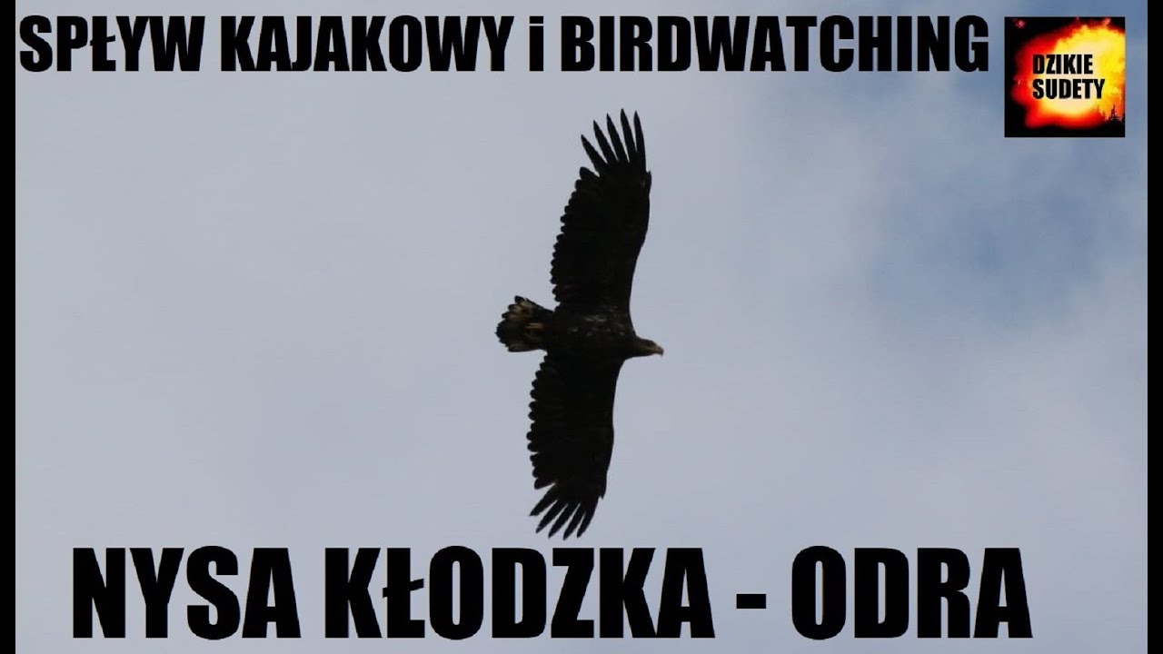 NYSA KŁODZKA -ODRA / SPŁYW I BIRDWATCHING