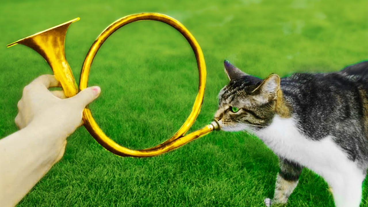 r/Eyebleach | memes you can hear