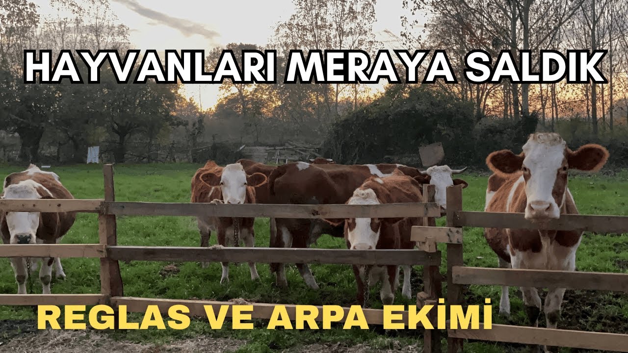 KÖYDE 1 GÜN! Simentaller