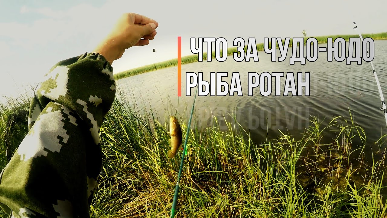 На озере Кривом или Хомутиние в Потанино