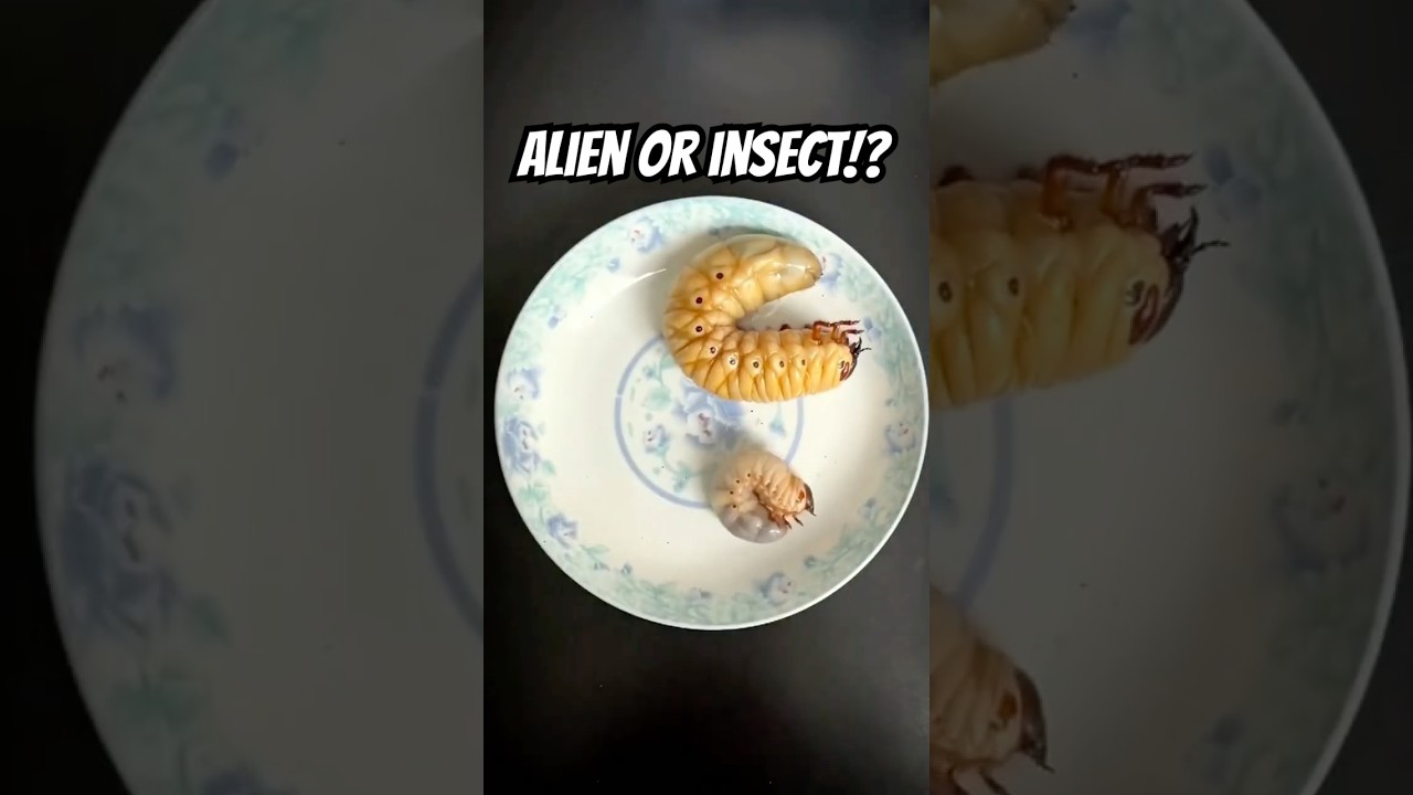 Beetle Grubs: Nature’s Hidden Giants