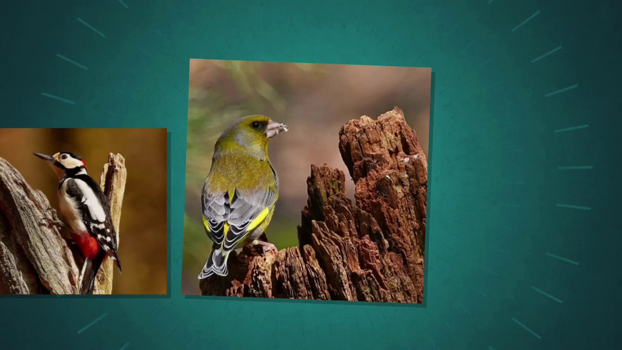Hans Vaessen natuurfotografie