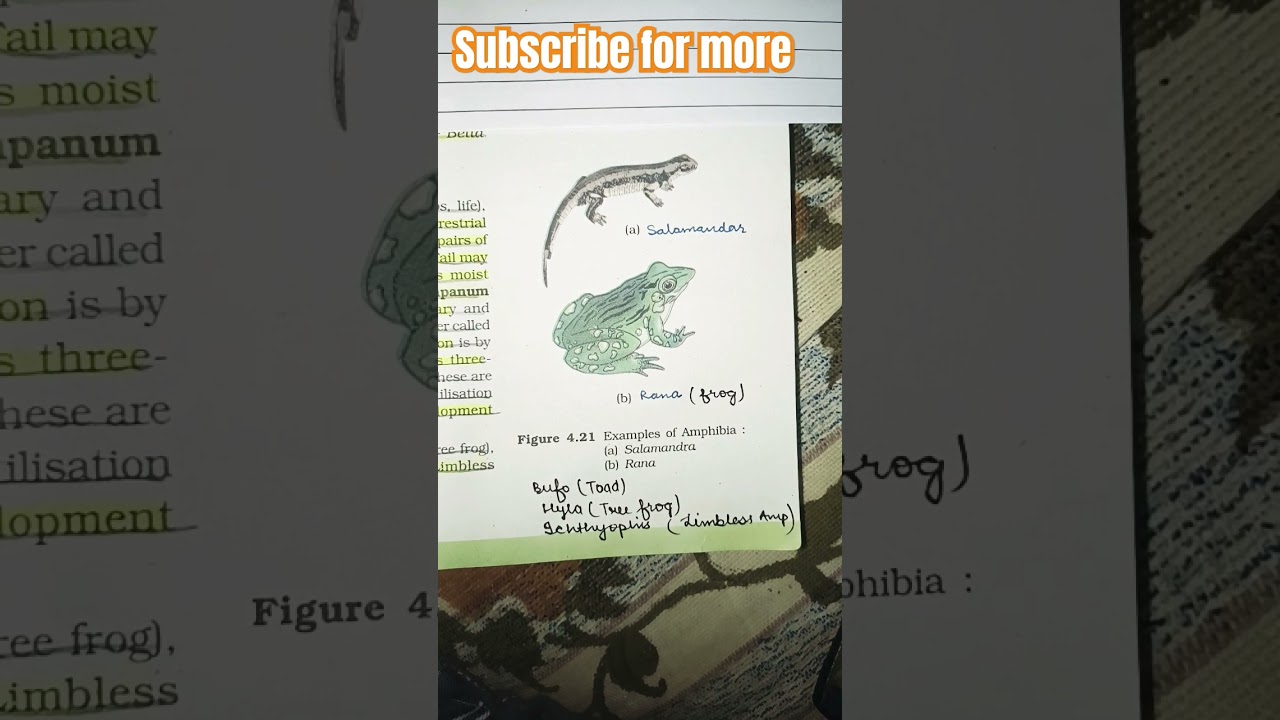 amphibia examples class11 biology #motivation #study #neet2024 #biology #shorts #ncertbased