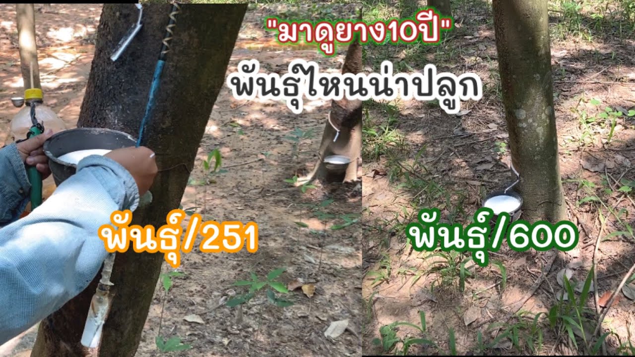 ช่วงนี้ยาง251กับ600 ใครออกดีกว่ากัน
