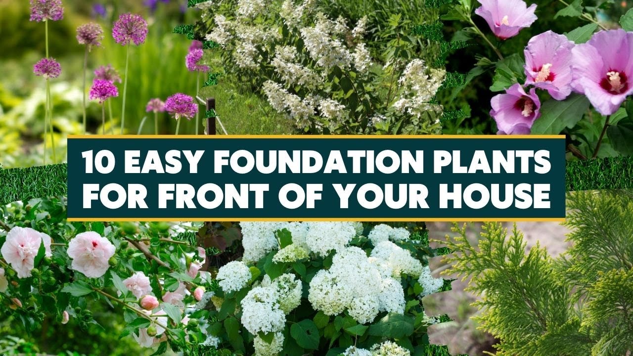 10 Easy Foundation Plants for the Front of Your House 🌳🌺🌻