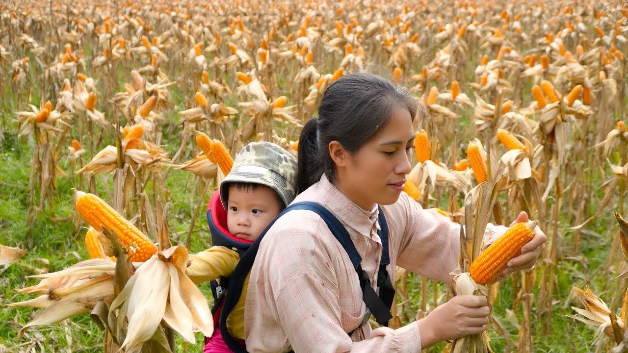 Harvesting corn and honey potatoes - Making sweet potato cakes for the children in the neighborhood