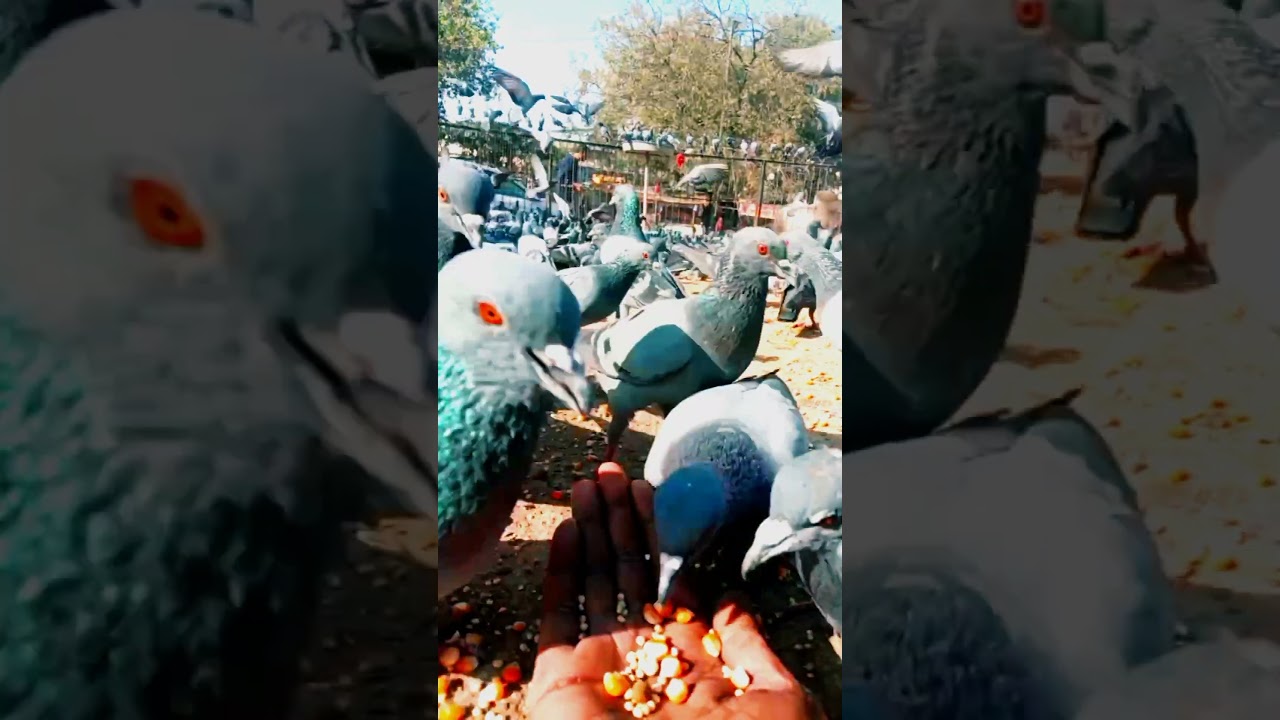 pigeon | amazing pigeon tips | pigeons