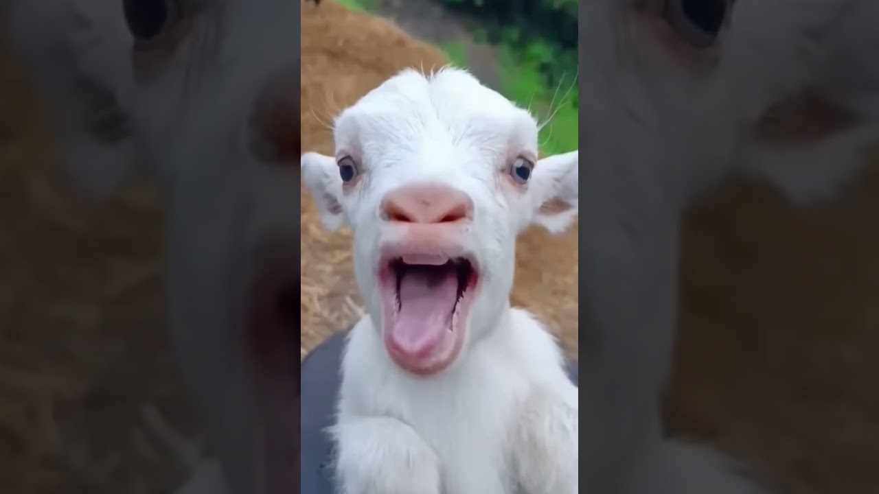 Baby cow vs goat sound #FunnyAnimals #GoatAndCow #ViralShorts