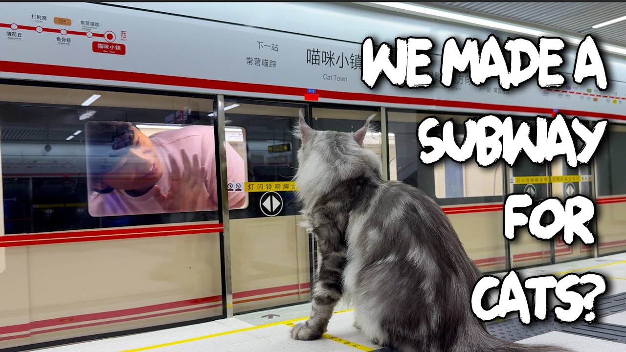 I made a Subway for My Cats!