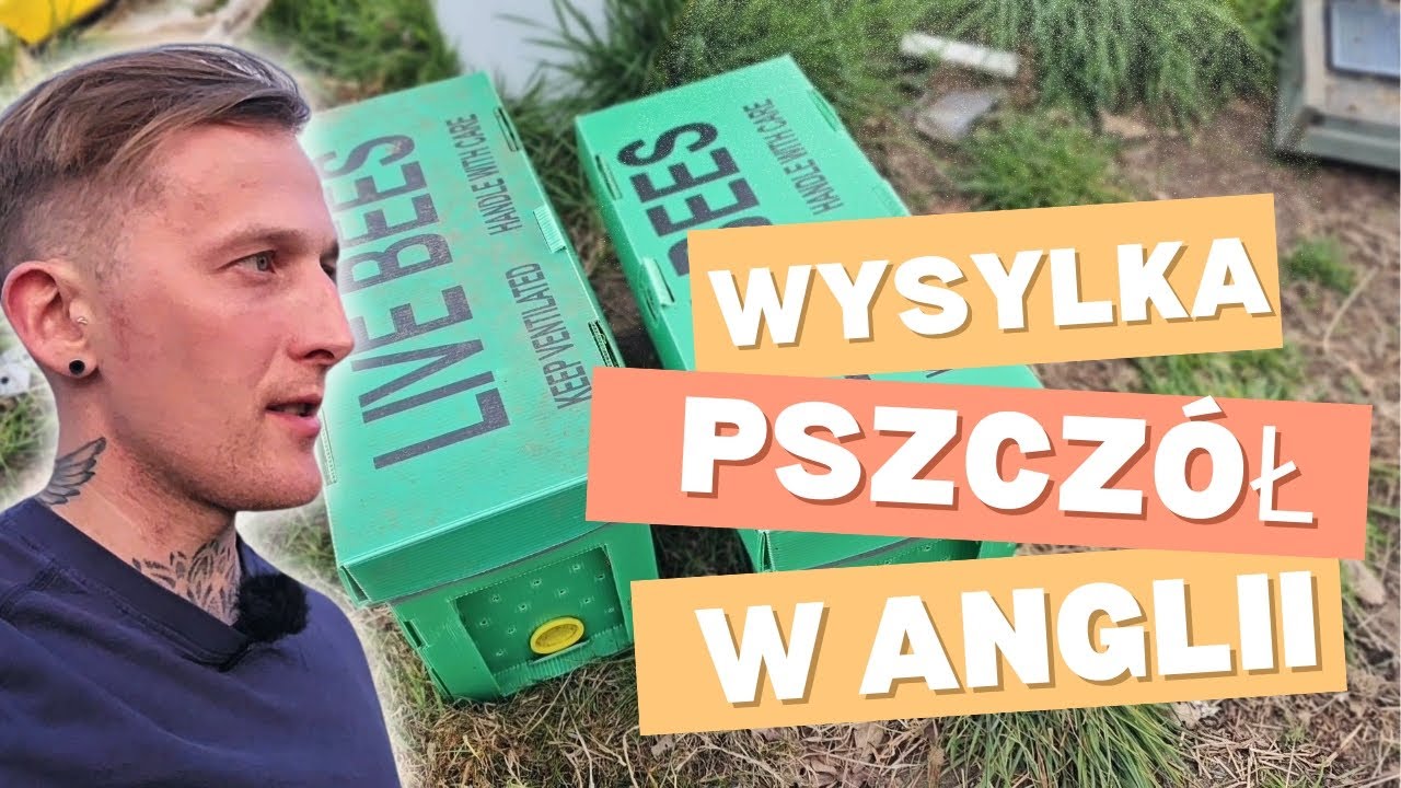 Wysyłka pszczoly w Anglii 🇬🇧 jak to wyglada, pakowanie pszczół na wysylke.