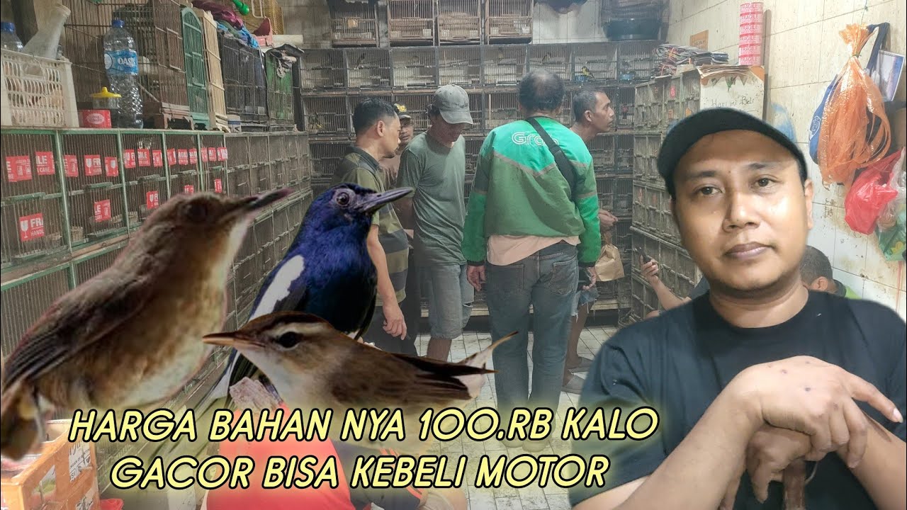 BURUNG MASA DEPAN CERAH HARGA BAHAN 100.RB. KALO GACOR BISA KEBELI MOTOR 