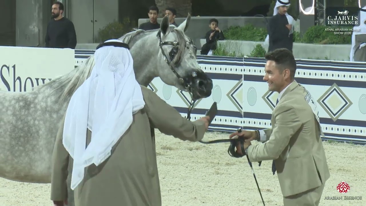 Athal Arabian Horse Show 2026   Class   Junior Colts Championship