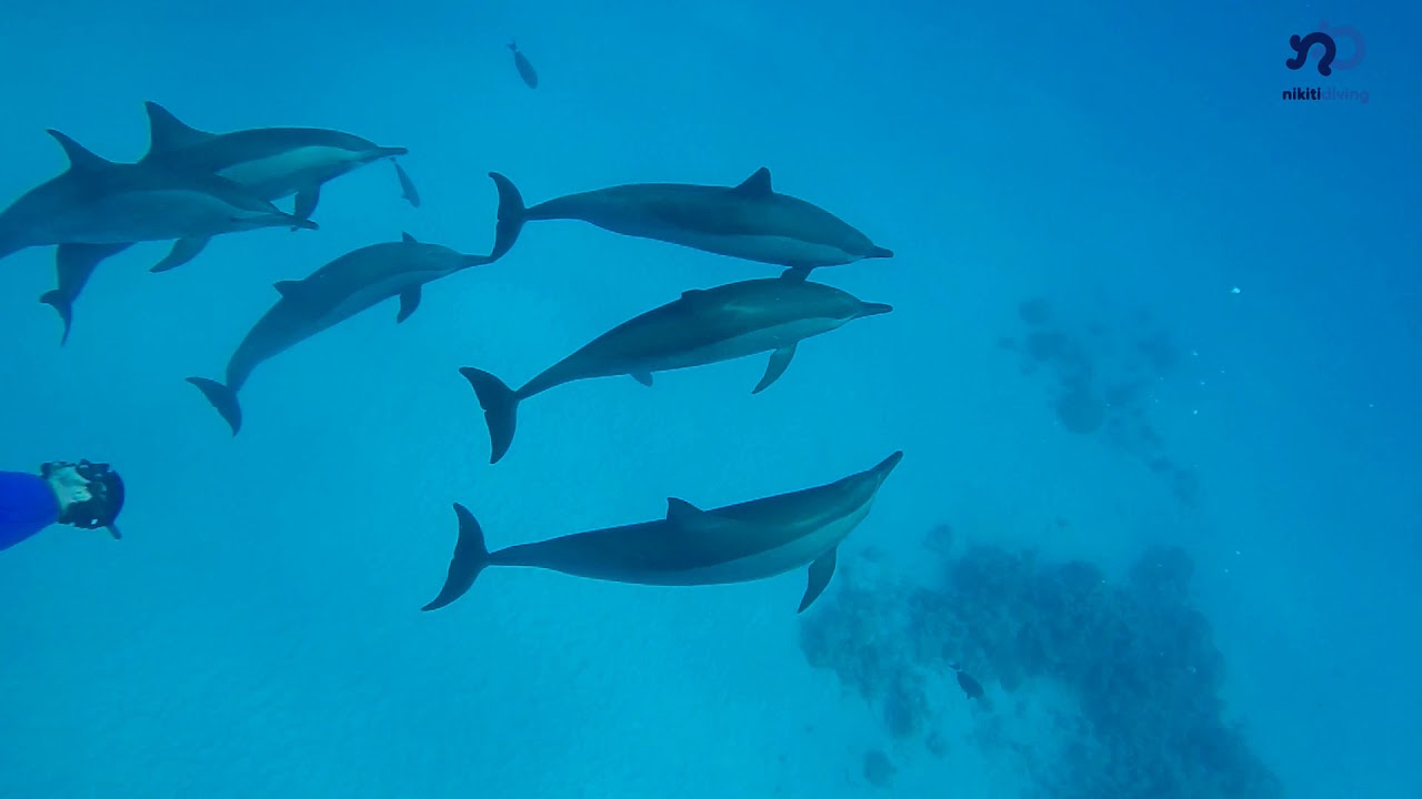 Liveaboard Brothers Island-Dedalus-Sataya-Elphinstone Reef 5-12 October 2019 with Nikiti Diving