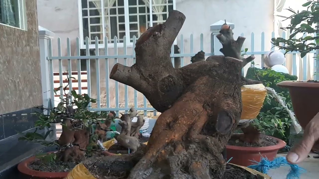 A bình tân lộc đt 0919536596 mai quái đẹp