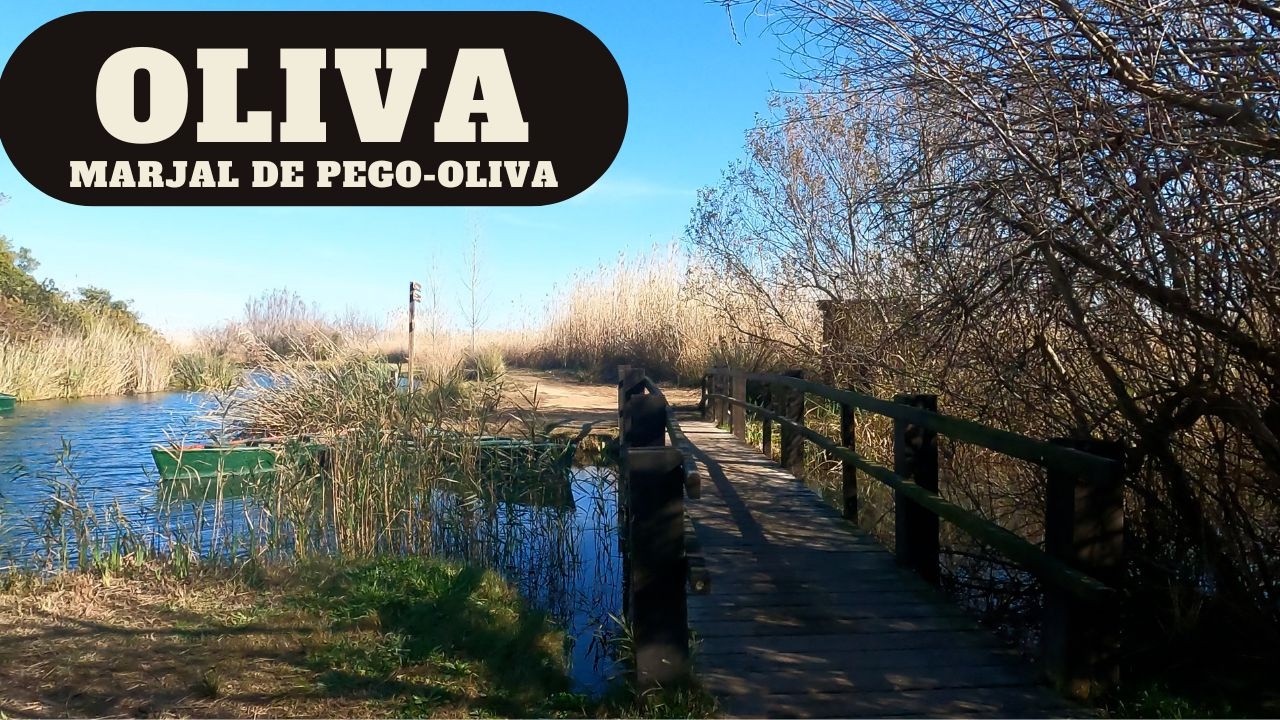 Oliva España Parc Natural de la Marjal de Pego-Oliva Marsh Natural Park Walk Oliva Spain 4k