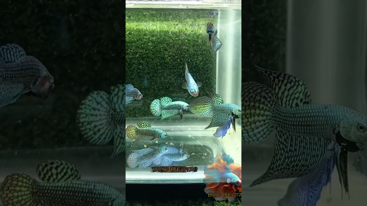 Bettas Alien 👽 #betta #bluebettafish #bettafish #fish #peces