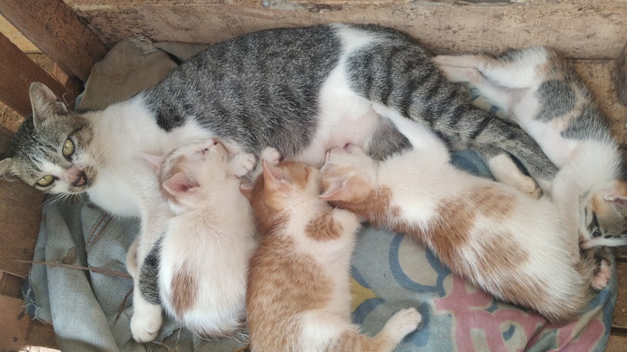 BABY CAT AND CAT MOTHERS ARE MORE COMFORTABLE IN A SIMPLE BOX