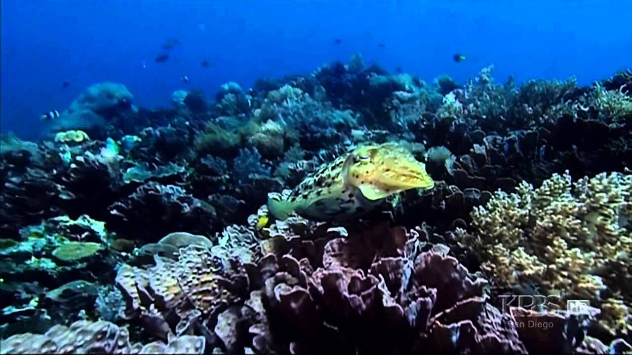 Cuttlefish Camouflage