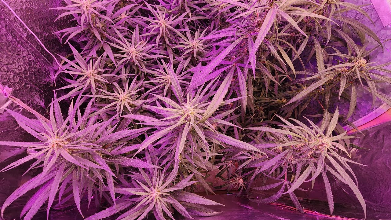 one month into bloom 2x2 indoor grow tent