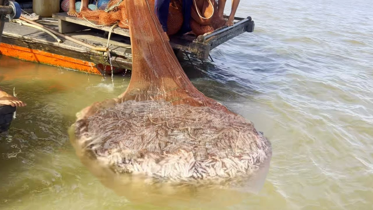 Cá linh về nguồn sôi động mẻ nào kéo lên cũng muốn sạt lưới - Sông Nước Cửu Long - Nguyễn Hùng