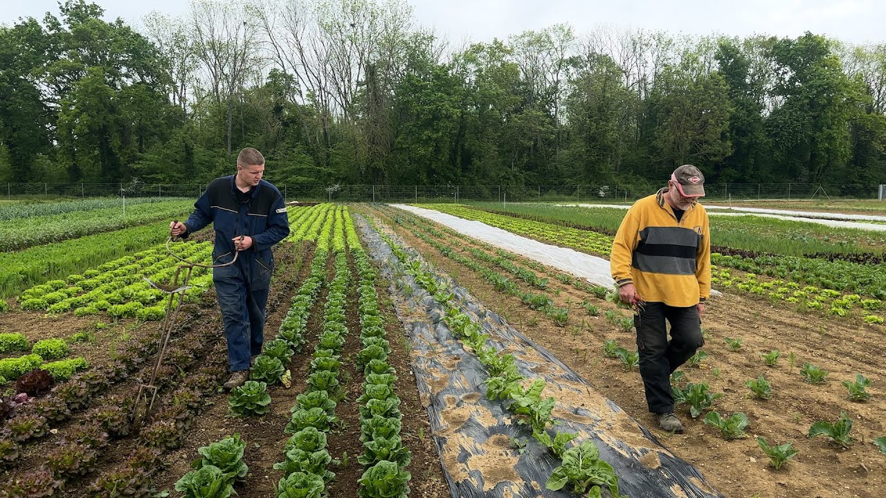 Les légumes d’Ecollemont : ambassadeurs du Made in Marne